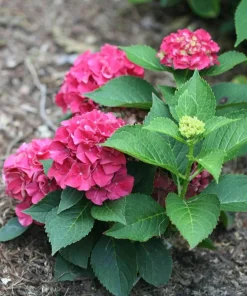 Bigleaf Hydrangea Live Plant - Wee Bit Grumpy - 4 inch Pot - Outdoor Shrub - Image 2
