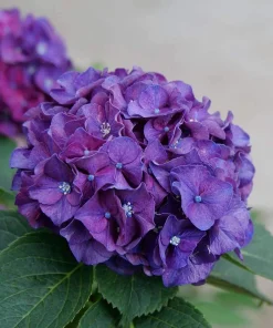 Bigleaf Hydrangea Live Plant - Wee Bit Grumpy - 4 inch Pot - Outdoor Shrub - Image 3