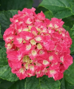Bigleaf Hydrangea Live Plant - Wee Bit Grumpy - 4 inch Pot - Outdoor Shrub - Image 4