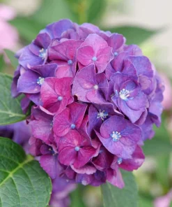 Bigleaf Hydrangea Live Plant - Wee Bit Grumpy - 4 inch Pot - Outdoor Shrub - Image 1
