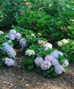 Bigleaf Hydrangea Live Plant - Wee Bit Innocent - 4 inch Pot - Pink/Blue Flowers - Image 2