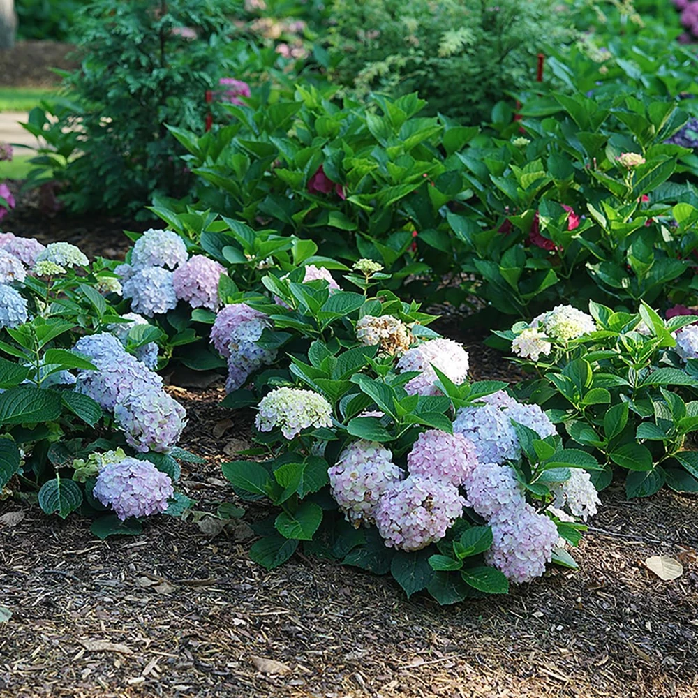 Bigleaf Hydrangea Live Plant - Wee Bit Innocent - 4 inch Pot - Pink/Blue Flowers - Image 2