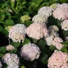 Bigleaf Hydrangea Live Plant - Wee Bit Innocent - 4 inch Pot - Pink/Blue Flowers - Image 1