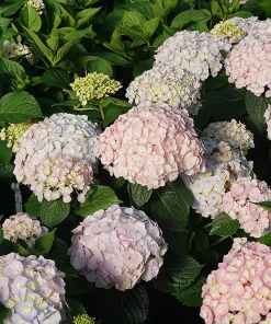 Bigleaf Hydrangea Live Plant - Wee Bit Innocent - 4 inch Pot - Pink/Blue Flowers - Image 1