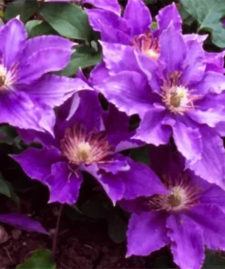 Bijou Clematis Vine Perennial - Live Plant - Violet/Mauve Blooms - 2.5