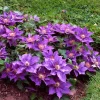 Bijou Clematis Vine Perennial - Live Plant - Violet/Mauve Blooms - 2.5" Pot - Image 1