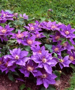 Bijou Clematis Vine Perennial - Live Plant - Violet/Mauve Blooms - 2.5