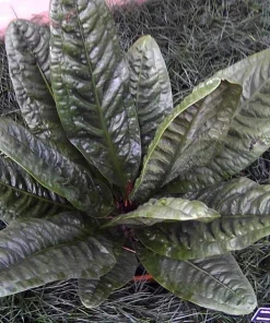 Bird's Nest Anthurium Superbum Live Plant – 4 inch Pot – Indoor Houseplant - Image 2