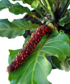 Bird's Nest Anthurium Superbum Live Plant – 4 inch Pot – Indoor Houseplant - Image 3