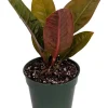 Bird's Nest Anthurium Superbum Live Plant – 4 inch Pot – Indoor Houseplant - Image 1