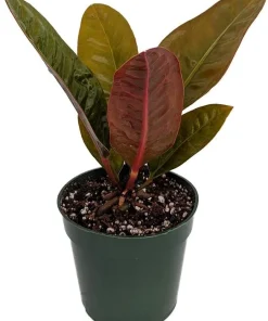 Bird's Nest Anthurium Superbum Live Plant – 4 inch Pot – Indoor Houseplant - Image 1