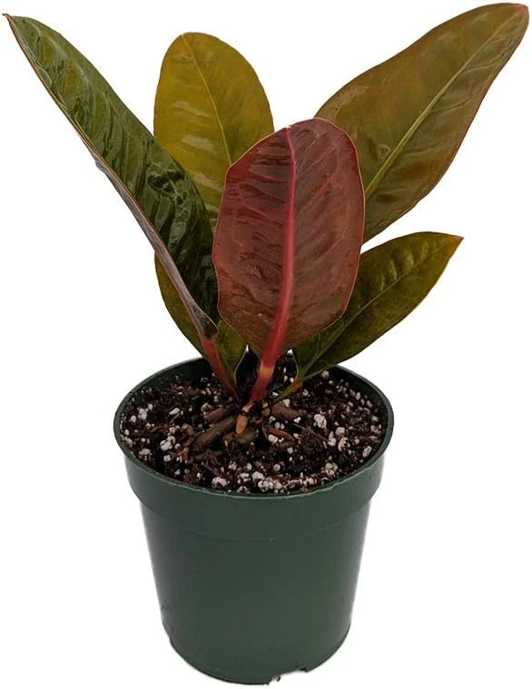 Bird's Nest Anthurium Superbum Live Plant – 4 inch Pot – Indoor Houseplant - Image 1