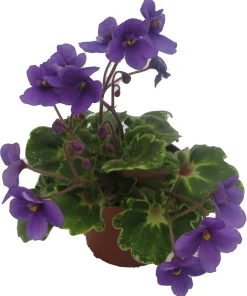 Biscayne Trail Micro Miniature African Violet Live Plant - 2.5