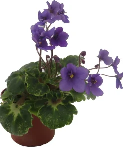 Biscayne Trail Micro Miniature African Violet Live Plant - 2.5