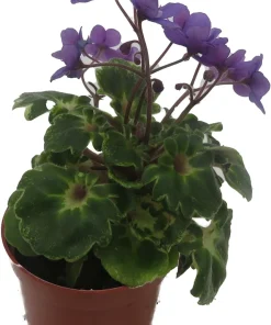 Biscayne Trail Micro Miniature African Violet Live Plant - 2.5