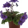Biscayne Trail Micro Miniature African Violet Live Plant - 2.5" Pot - Purple Blooms - Image 1