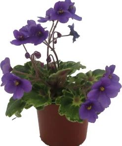Biscayne Trail Micro Miniature African Violet Live Plant - 2.5