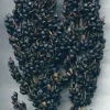 Black Amber Broom Corn Seeds - Sorghum nigra Ornamental Grass - 50 Seed Pack - Image 1