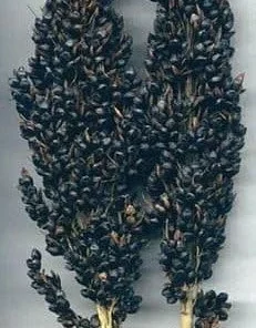 Black Amber Broom Corn Seeds - Sorghum nigra Ornamental Grass - 50 Seed Pack - Image 1