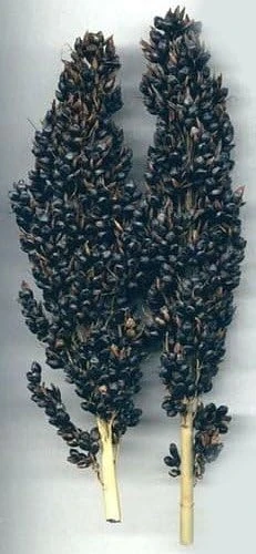 Black Amber Broom Corn Seeds - Sorghum nigra Ornamental Grass - 50 Seed Pack - Image 1