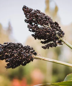 Black Amber Sorghum Seeds - 50 Organic Sugar Cane Sorghum Bicolor - Image 2