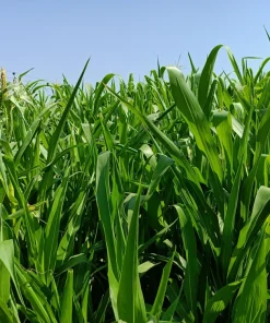 Black Amber Sorghum Seeds - 50 Organic Sugar Cane Sorghum Bicolor - Image 3