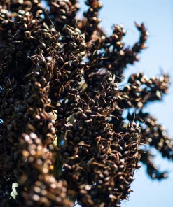 Black Amber Sorghum Seeds - 50 Organic Sugar Cane Sorghum Bicolor - Image 4