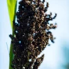 Black Amber Sorghum Seeds - 50 Organic Sugar Cane Sorghum Bicolor - Image 1