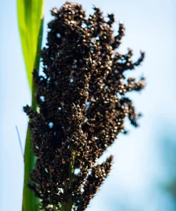 Black Amber Sorghum Seeds - 50 Organic Sugar Cane Sorghum Bicolor - Image 1