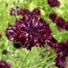 Black Bachelor Button Seeds - Gothic Annual Flower - 100 Seeds for Garden - Image 1