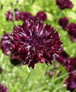 Black Bachelor Button Seeds - Gothic Annual Flower - 100 Seeds for Garden - Image 1