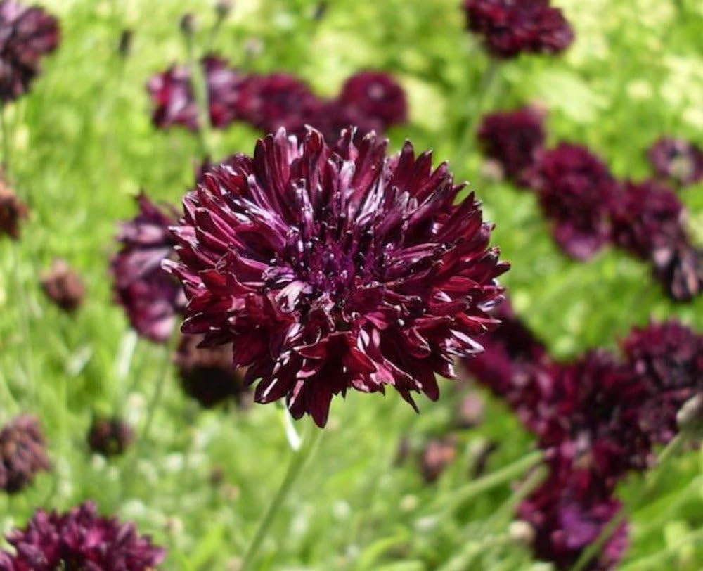 Black Bachelor Button Seeds - Gothic Annual Flower - 100 Seeds for Garden - Image 1