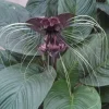 Black Bat Flower Plant – Tacca chantrieri – Live Plant in 3" Pot – Tropical - Image 1