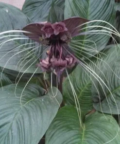 Black Bat Flower Plant – Tacca chantrieri – Live Plant in 3