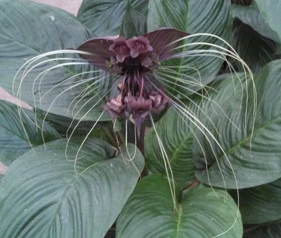 Black Bat Flower Plant – Tacca chantrieri – Live Plant in 3" Pot – Tropical - Image 1