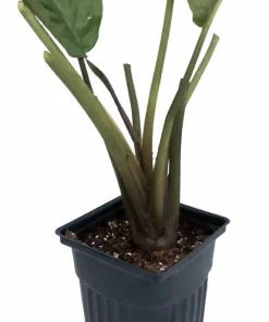 Black Bat Plant - Tacca chantrieri Live Exotic Houseplant - 2.5 inch Pot - Image 2