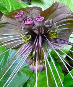 Black Bat Plant - Tacca chantrieri Live Exotic Houseplant - 2.5 inch Pot - Image 3