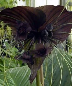 Black Bat Plant - Tacca chantrieri Live Exotic Houseplant - 2.5 inch Pot - Image 4