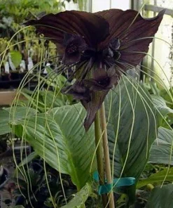 Black Bat Plant - Tacca chantrieri Live Exotic Houseplant - 2.5 inch Pot - Image 5