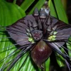 Black Bat Plant - Tacca chantrieri Live Exotic Houseplant - 2.5 inch Pot - Image 1