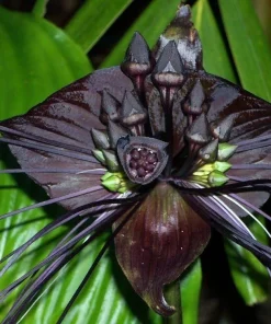 Black Bat Plant - Tacca chantrieri Live Exotic Houseplant - 2.5 inch Pot - Image 1