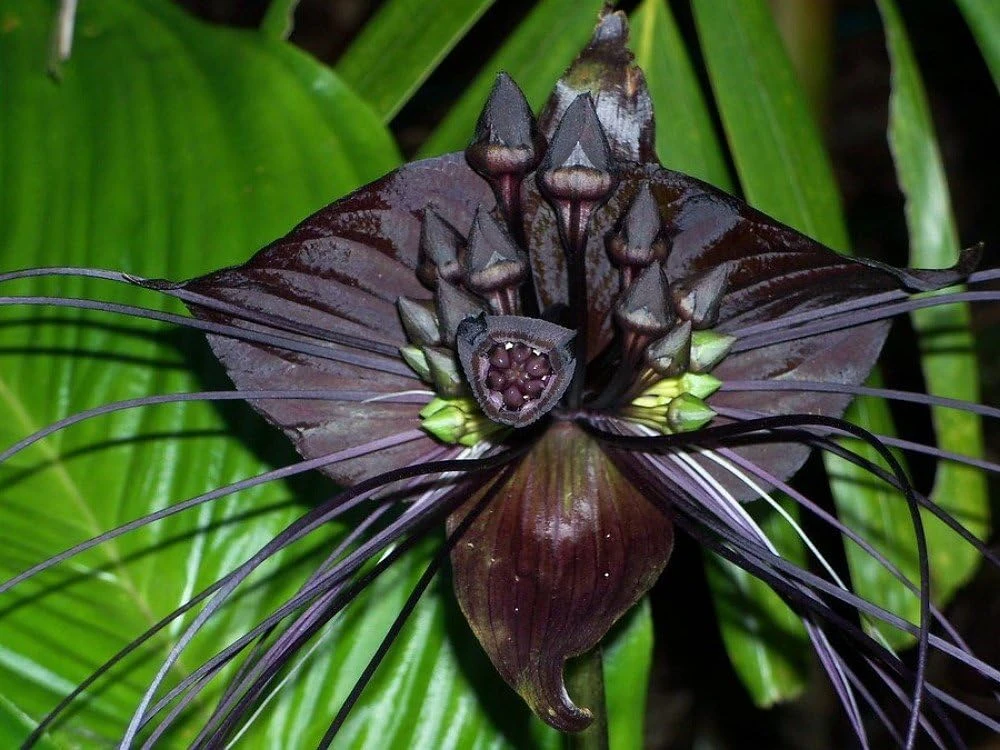 Black Bat Plant - Tacca chantrieri Live Exotic Houseplant - 2.5 inch Pot - Image 1