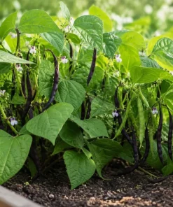 Black Bean Live Plant Seedlings - 2 Bush Beans in 4-inch Pot, 3-5" Tall - Image 2