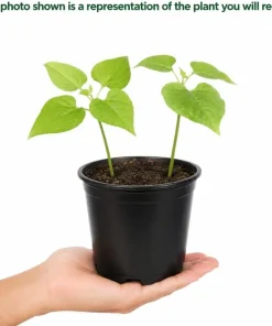 Black Bean Live Plant Seedlings - 2 Bush Beans in 4-inch Pot, 3-5