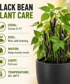 Black Bean Live Plant Seedlings - 2 Bush Beans in 4-inch Pot, 3-5