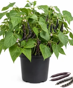 Black Bean Live Plant Seedlings - 2 Bush Beans in 4-inch Pot, 3-5