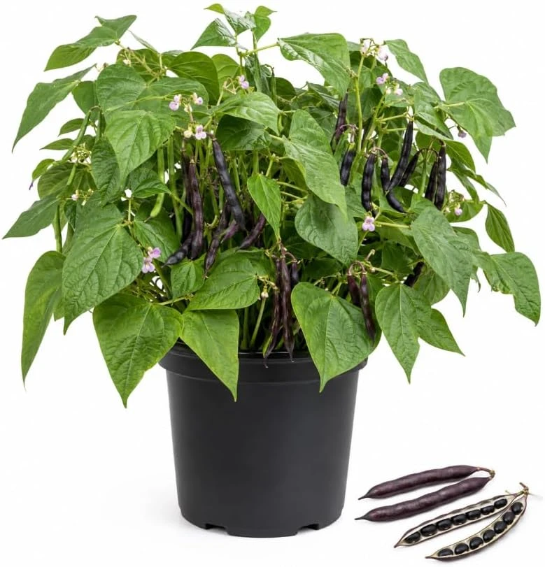 Black Bean Live Plant Seedlings - 2 Bush Beans in 4-inch Pot, 3-5" Tall - Image 1
