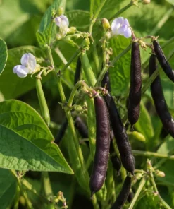 Black Bean Live Plant Seedlings - 2 Bush Beans in 4-inch Pot, 3-5