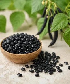 Black Bean Live Plant Seedlings - 2 Bush Beans in 4-inch Pot, 3-5