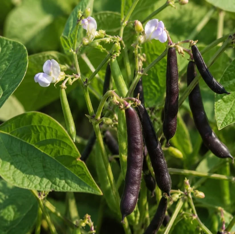 Black Bean Live Plants - 2 Per 4 Inch Pot, 3-5 Inches Tall, Vegetable Plants - Image 3